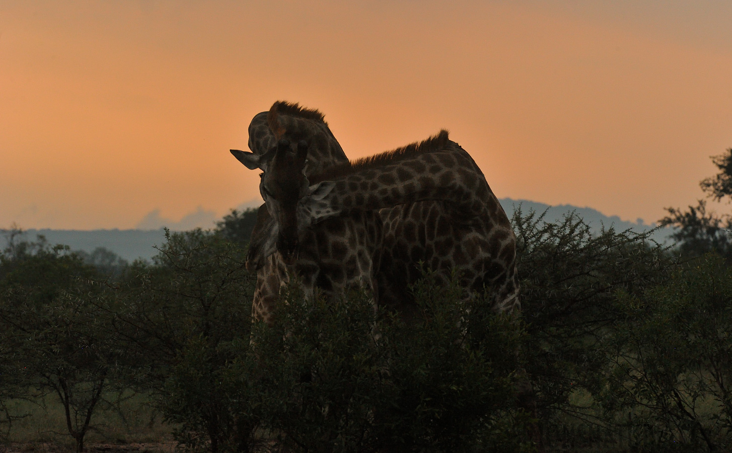Giraffa giraffa giraffa [280 mm, 1/500 sec at f / 11, ISO 2500]